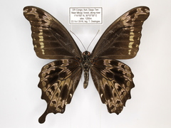 Papilio charopus montuosus