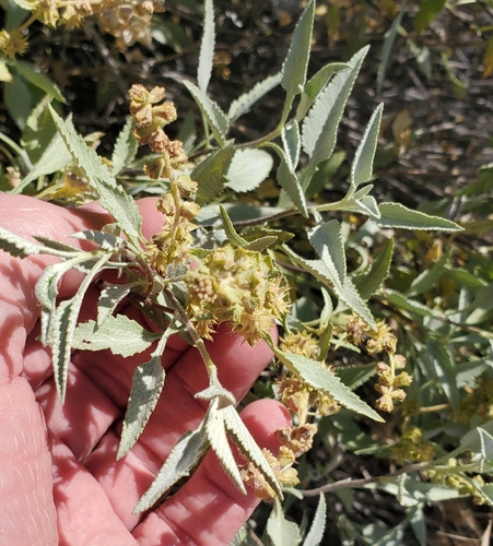 Ambrosia deltoidea