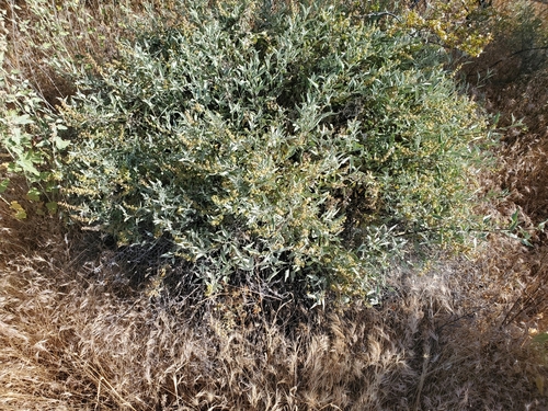 Ambrosia deltoidea