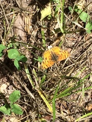 Phyciodes mylitta