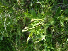 Crepis lampsanoides
