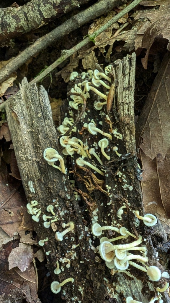 Hypholoma fasciculare · August 2024 · photo: © atsushi_nakajima_cirque (iNaturalist, cc-by)
