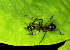 Dolichoderus attelaboides