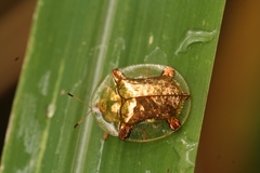 Aspidimorpha quadriremis