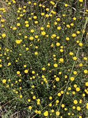 Anacyclus valentinus