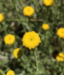 Anacyclus valentinus