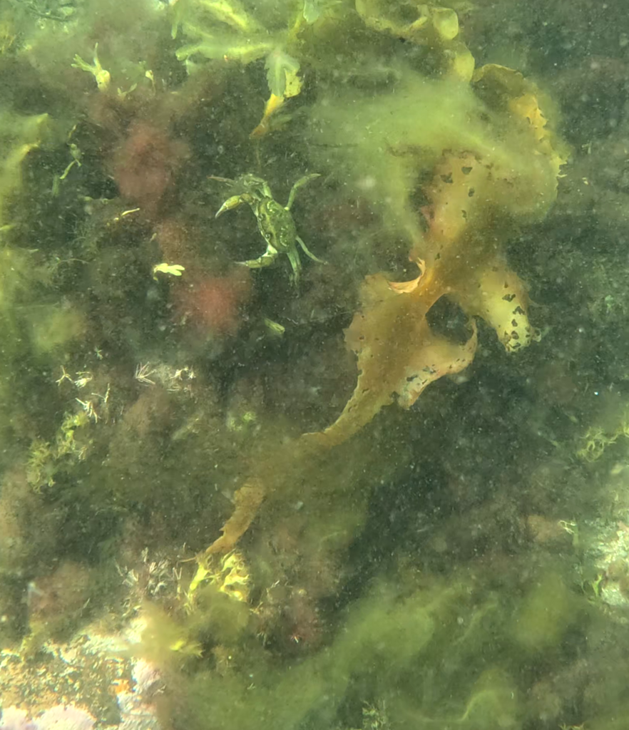 sugar-kelp-from-indian-harbour-ns-canada-on-august-18-2024-at-05-19