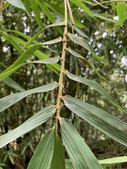 Bambusa pachinensis