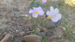 Oxalis ciliaris