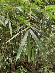 Bambusa pachinensis