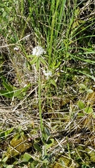 Rhododendron groenlandicum