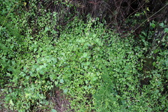 Hypoestes triflora