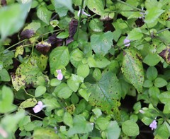 Hypoestes triflora