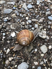 Helix pomatia