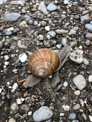 Helix pomatia