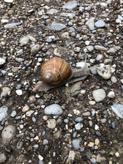 Helix pomatia