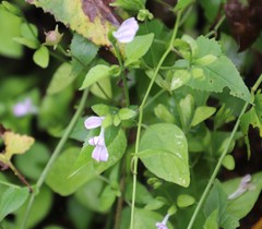 Hypoestes triflora