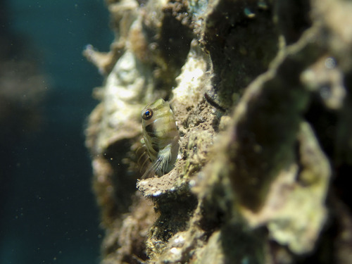 Omobranchus obliquus, 2019-05-21