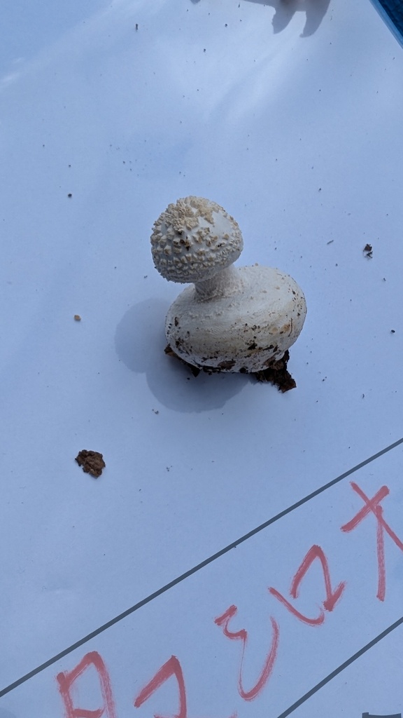 Amanita sphaerobulbosa