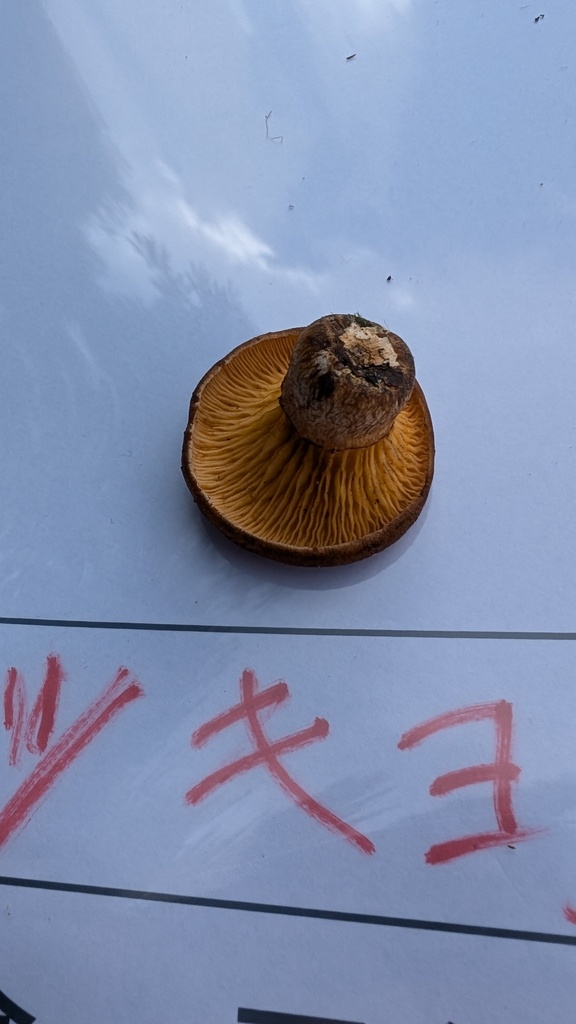 Omphalotus japonicus · August 2024 · photo: © atsushi_nakajima_cirque (iNaturalist, cc-by)