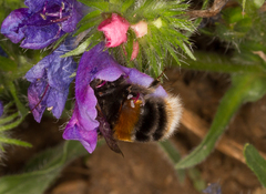 Bombus