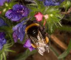 Bombus