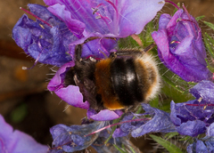 Bombus
