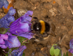 Bombus