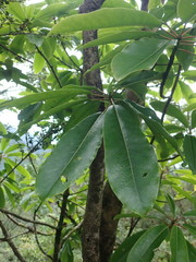 Daphniphyllum himalaense