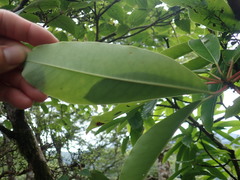 Daphniphyllum himalaense