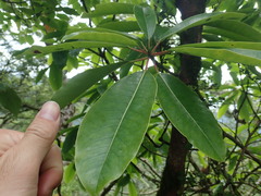 Daphniphyllum himalaense