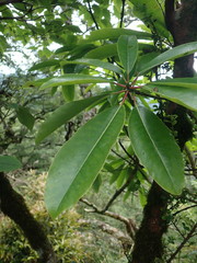Daphniphyllum himalaense