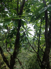 Daphniphyllum himalaense