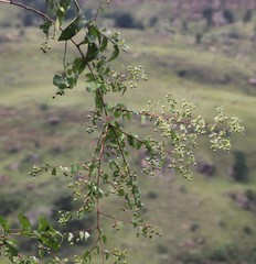 Helinus integrifolius