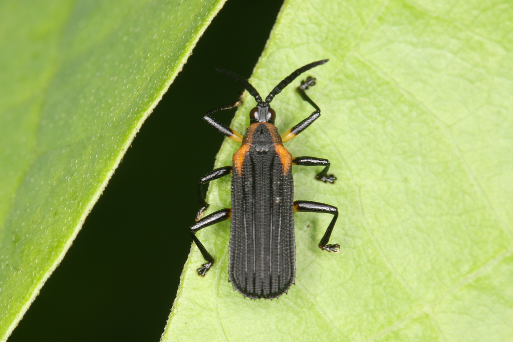 Chalepispa