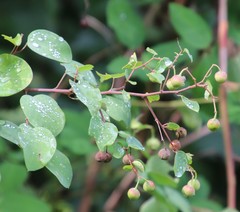 Helinus integrifolius