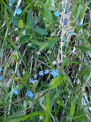 Omphalodes nitida