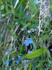 Omphalodes nitida