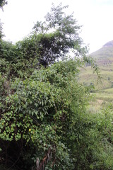 Helinus integrifolius