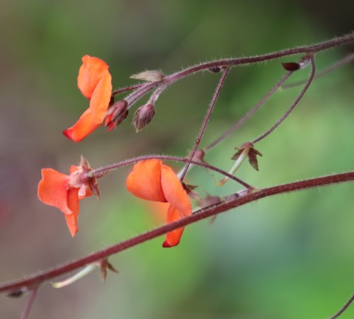 Orange Tick-trefoil