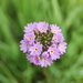 Primula longiscapa - Photo (c) Alexander Dubynin, algunos derechos reservados (CC BY-NC), subido por Alexander Dubynin