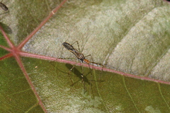 Zelus araneiformis