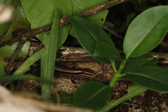 Copeoglossum nigropunctatum