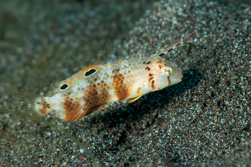 Blackspot razorfish (Iniistius dea) — Labridae — 5