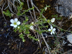 Arenaria montana