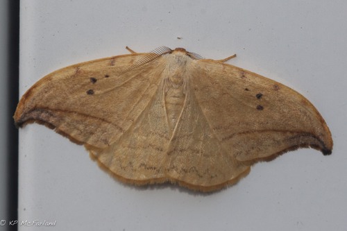 Drepana arcuata