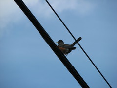 Turdus migratorius image
