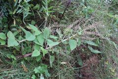 Plectranthus grallatus