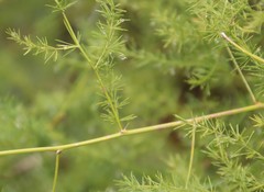 Asparagus cooperi