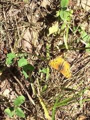 Phyciodes mylitta